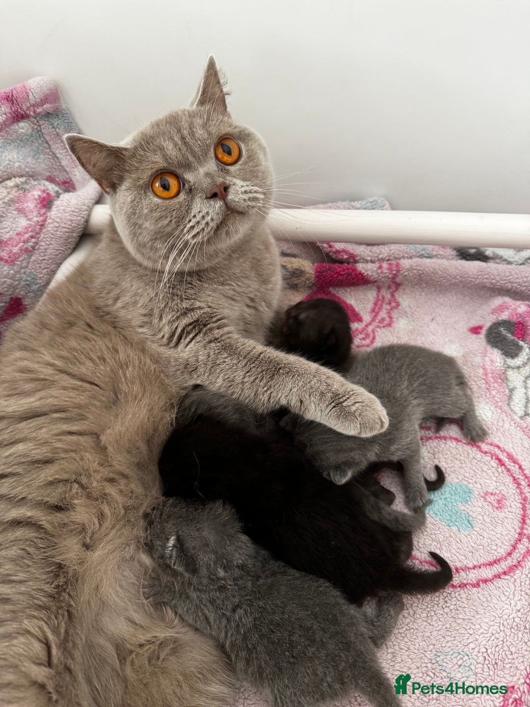 British Shorthair cats for sale: Beautiful British Shorthair Kittens - Image 7