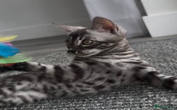 Bengal cats for sale: Exceptional breed quality bengals  - Image 13