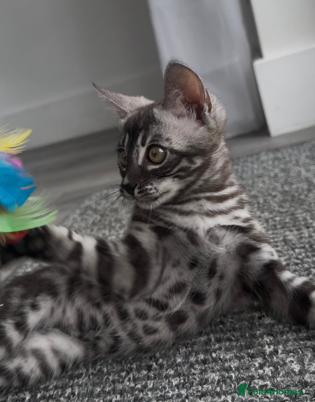 Bengal cats for sale: Exceptional breed quality bengals  - Image 13