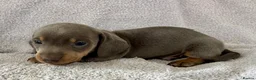 Miniature Dachshund dogs for sale: DNA Tested Mini Smooth Dachshund Pups - Advert 4