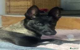 Belgian Shepherd Dog dogs for sale: Arabella - Image 2