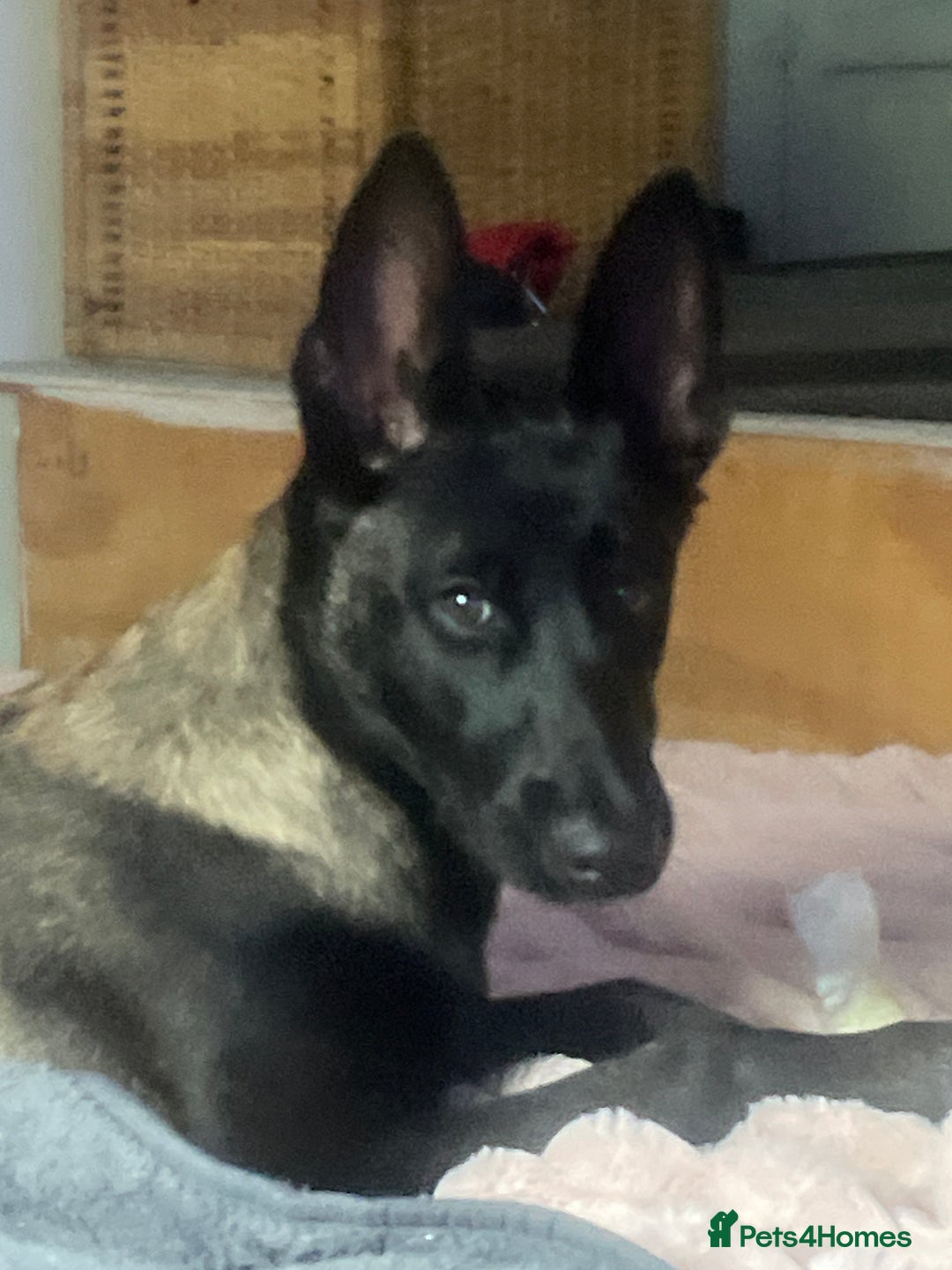 Belgian Shepherd Dog dogs for sale: Arabella - Image 2