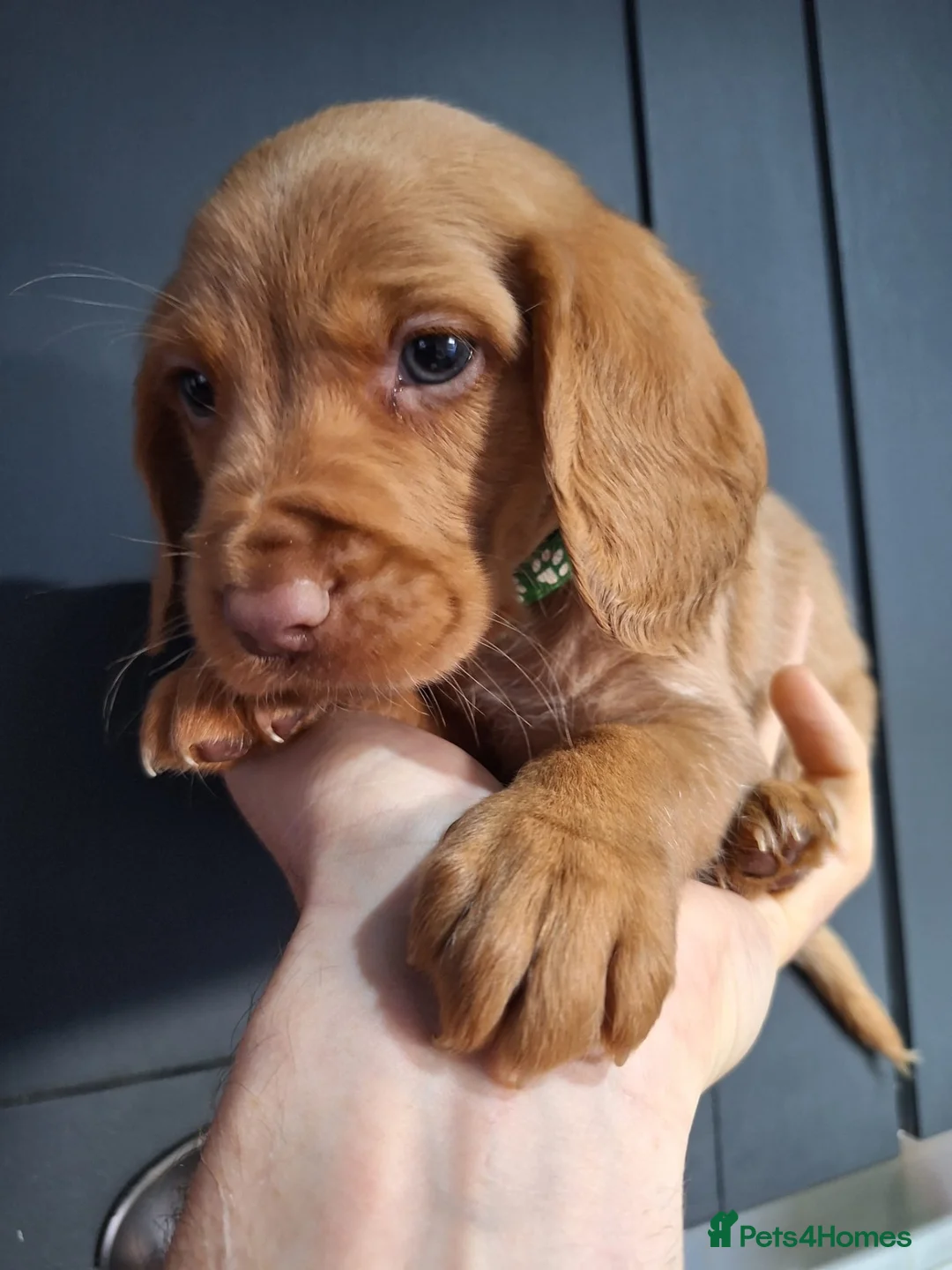 Cockerdor dogs for sale: FOX RED COCKERDOR PUPS ONE BOY LEFT - Advert 2