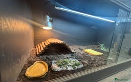 Hermann Tortoise reptiles for sale: Dwarf tortoise looking for a loving home  - Image 9