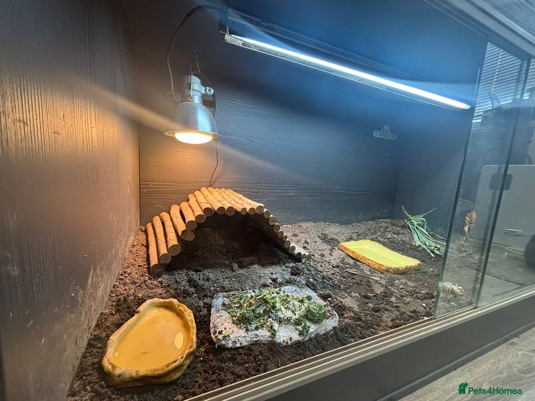 Hermann Tortoise reptiles for sale: Dwarf tortoise looking for a loving home  - Image 9