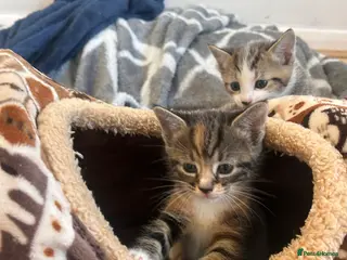 Mixed Breed cats One kitten left - Advert 19