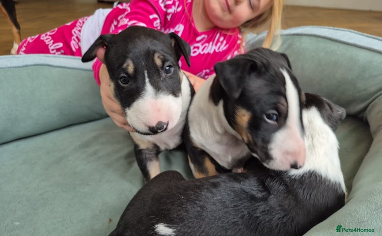 English Bull Terrier dogs - Advert 2