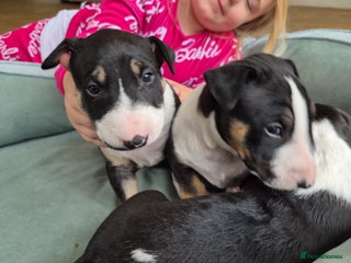 English Bull Terrier dogs - Advert 2