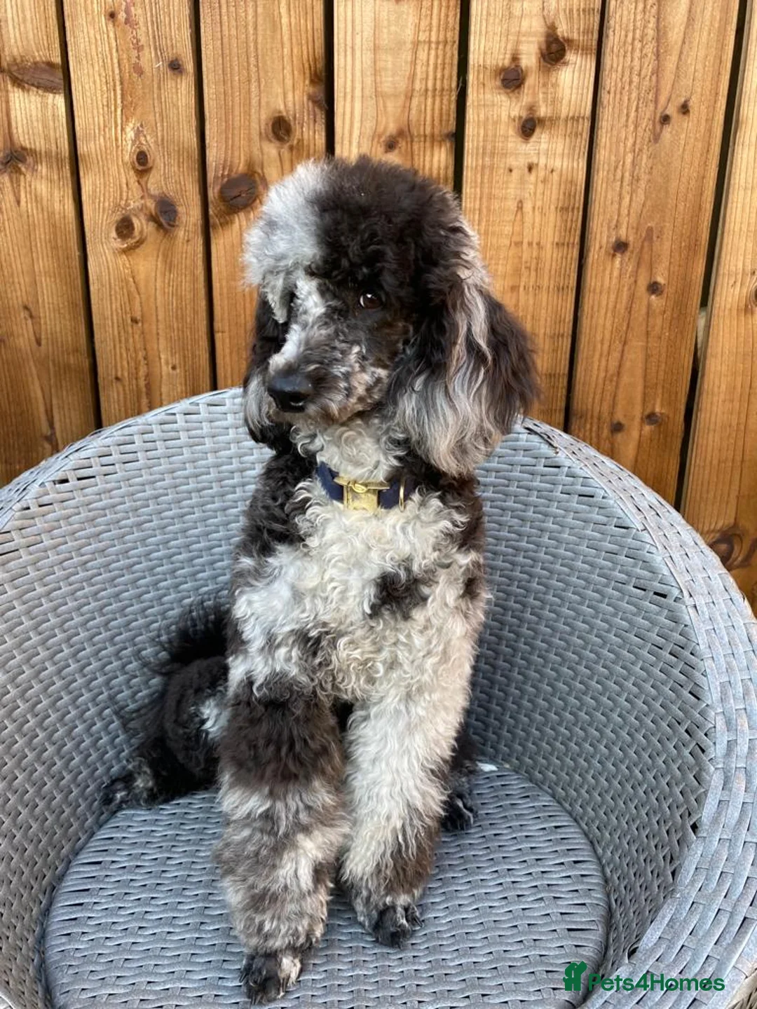 Miniature Poodle dogs for stud: Blue Merle Miniature Poodle (PROVEN) Health Tested in Sunderland - Advert 15
