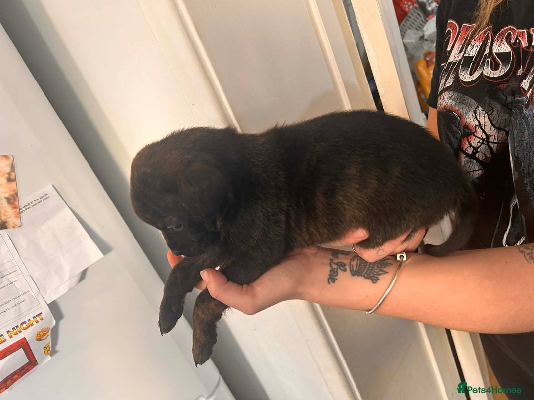 Mixed Breed dogs for sale: Beautiful Rottweiler x bullmastiff puppies - Advert 3