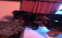 Mixed Breed dogs for sale: Pippa - Image 2