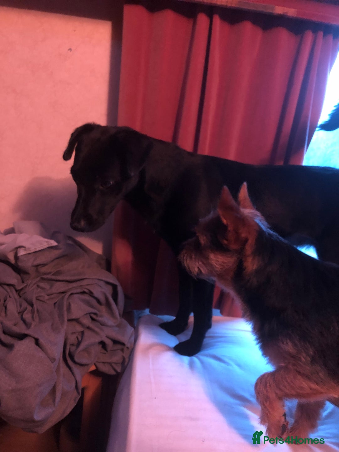 Mixed Breed dogs for sale: Pippa - Image 2