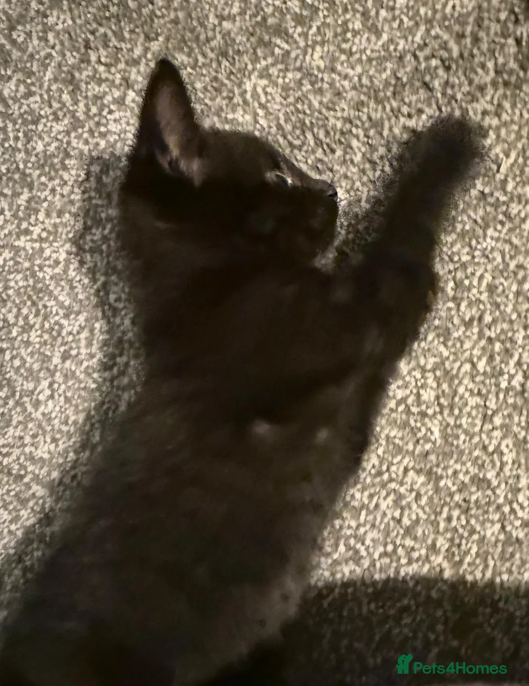 Mixed Breed cats for sale: beautiful kittens available  in Marlborough - Advert 3