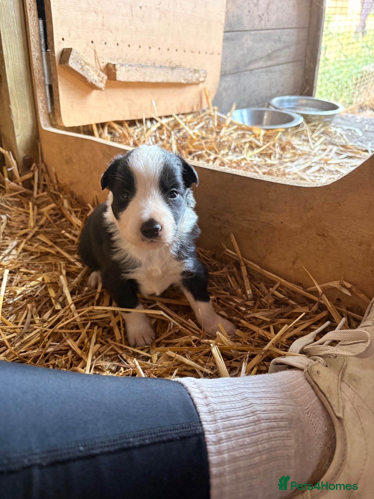 Border Collie dogs Beautiful Tri-coloured&Black&white collie puppies  - Advert 1