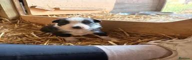 Border Collie 1