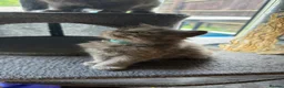 British Longhair cats for sale: Stunning Blue BritishLonghair Kittens  - Advert 13