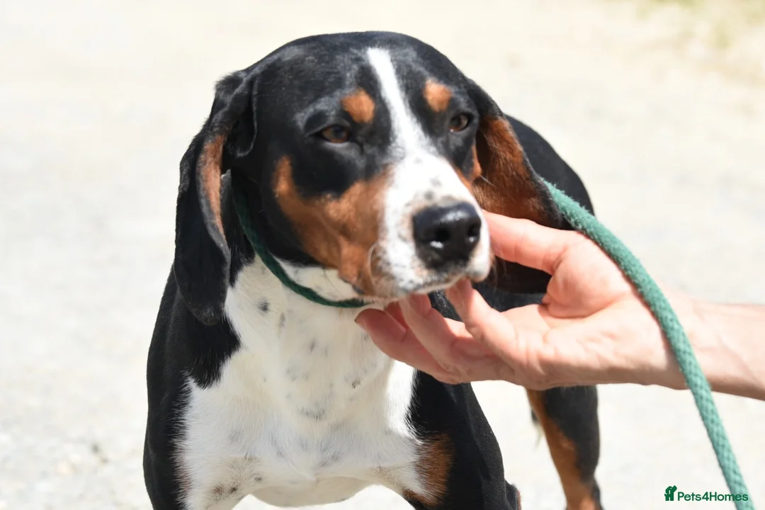 Mixed Breed dogs for adoption: Bingo, male, 1.5 years old, good with dogs  in Swindon - Advert 2