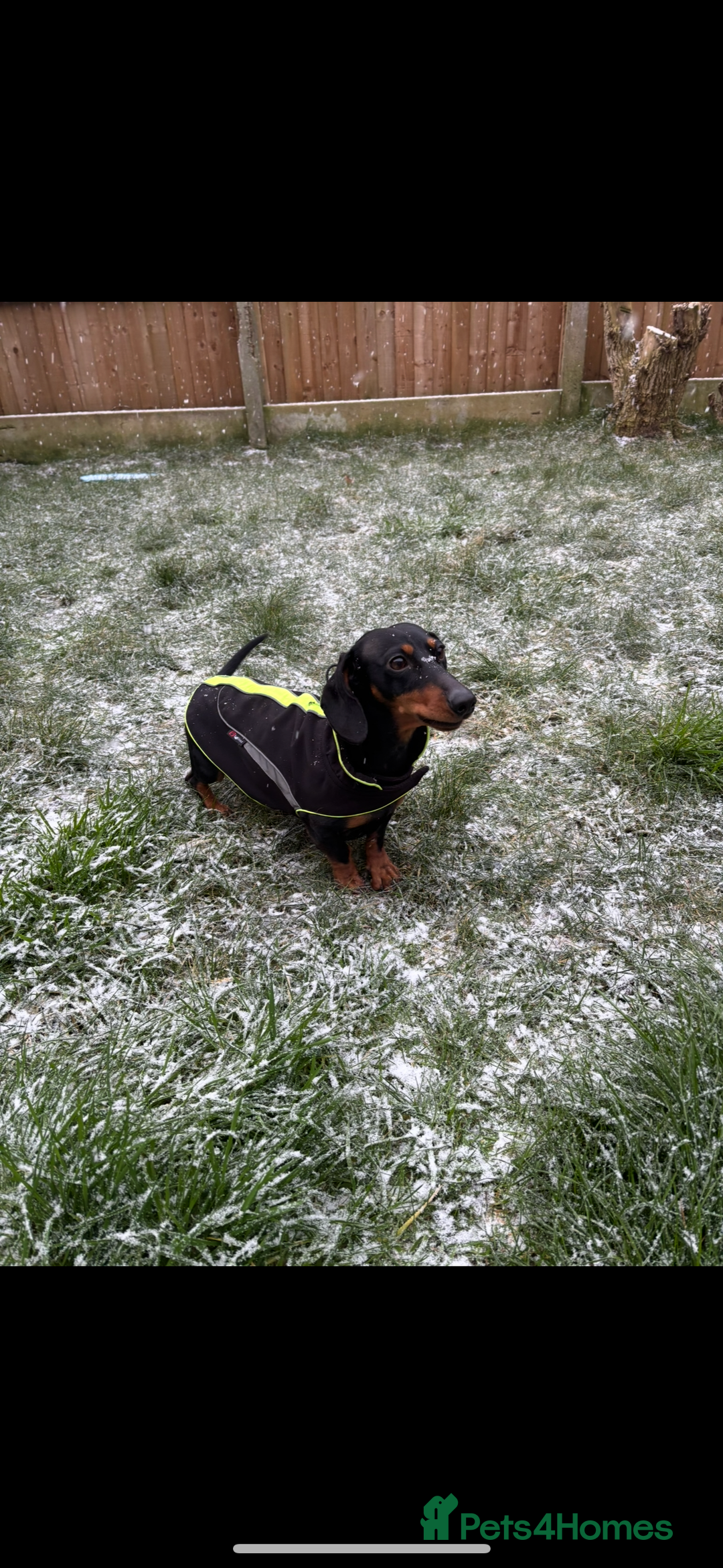 Miniature Dachshund dogs for sale: Reggie- 4 Years Old  - Advert 4