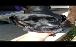 Mixed Breed dogs for sale: Italian daniff(cane corso X great dane ) - Image 2