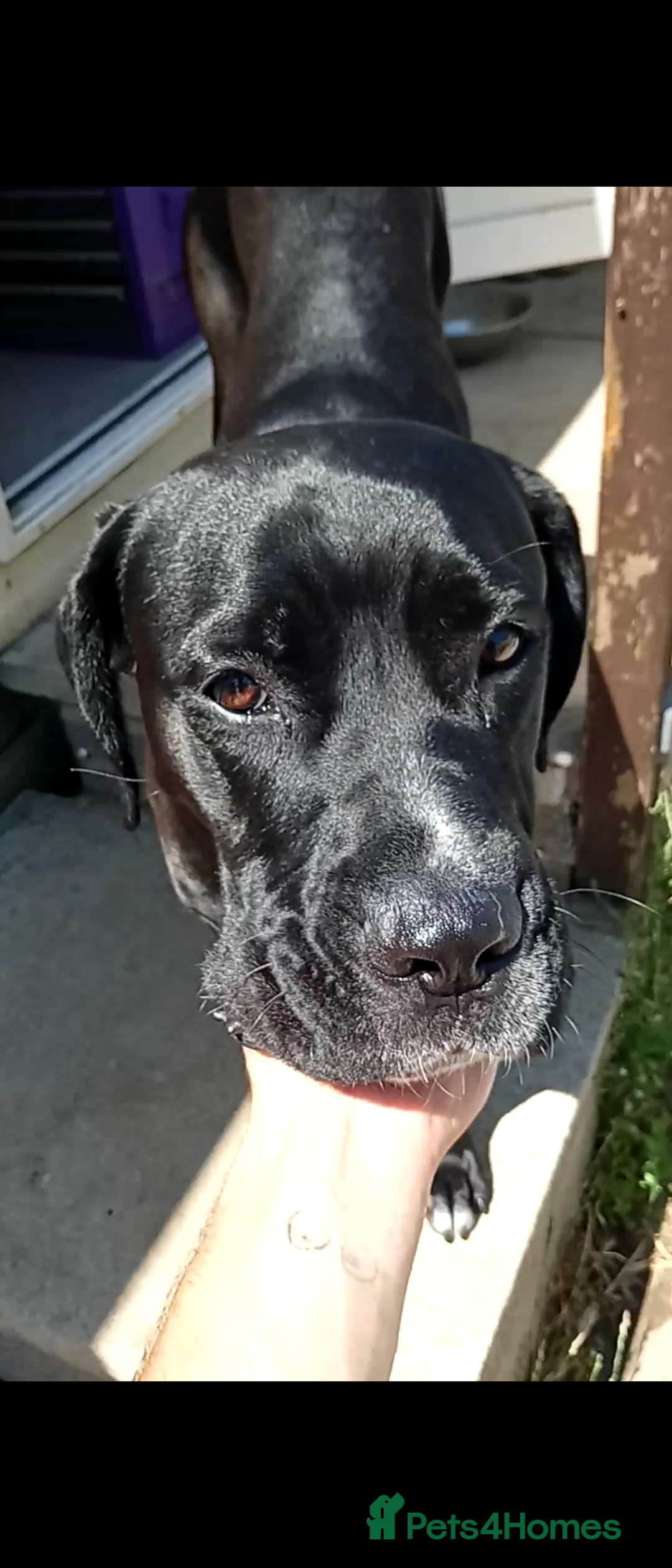 Mixed Breed dogs for sale: Italian daniff(cane corso X great dane ) - Image 2
