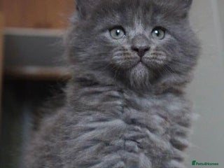 Maine Coon cats Xl Stunning Maine coon kittens - Advert 1