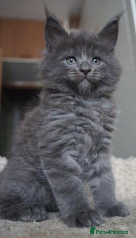 Maine Coon cats Xl Stunning Maine coon kittens - Advert 1