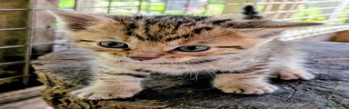 Mixed Breed Kitten 4