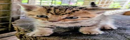 Mixed Breed cats for sale: Ready to leave... Gorgeous Bengal X Kittens - Advert 29