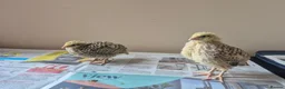 Quail poultry for sale: Quail chicks - Advert 4