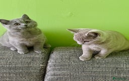 British Shorthair cats for sale: Beautiful British Shorthair kittens - Image 4