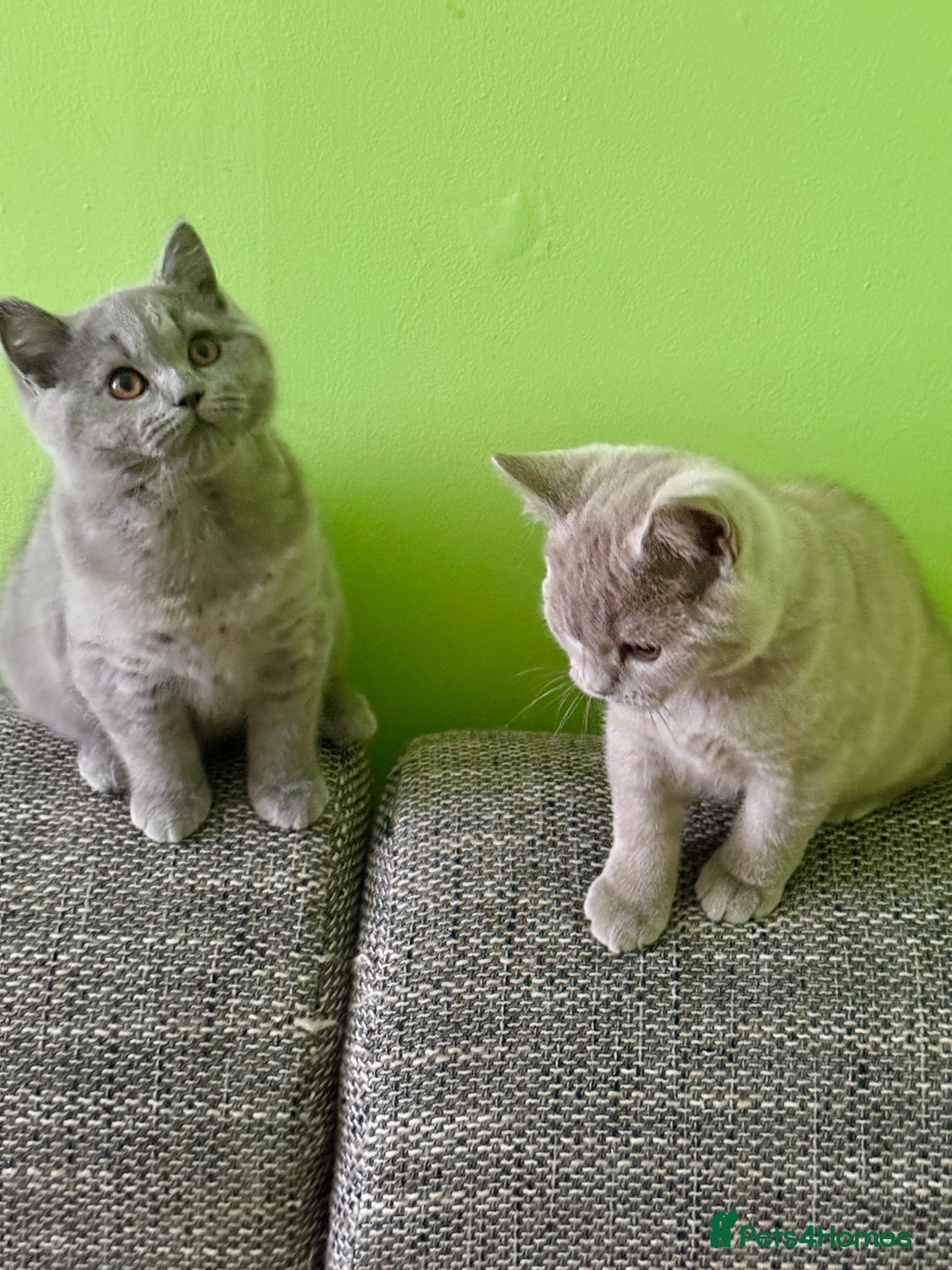 British Shorthair cats for sale: Beautiful British Shorthair kittens - Image 4