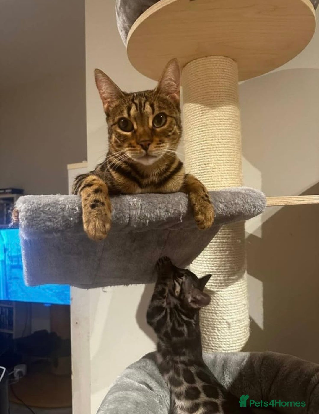 Bengal cats for sale: Well socialised kittens & retired breeding females - Advert 28