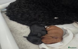 Cockapoo dogs for sale: 1 Beautiful Fox Red Boy Cockapoo Left  - Advert 4