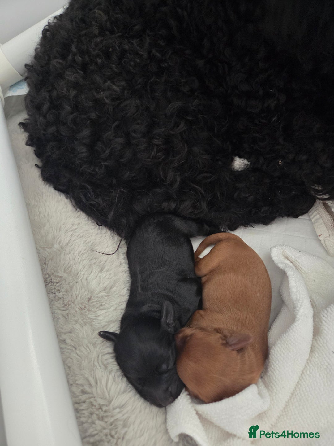 Cockapoo dogs for sale: 1 Beautiful Fox Red Boy Cockapoo Left  - Advert 4