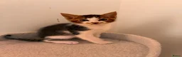 Mixed Breed cats for sale: Lovely playful kittens  - Advert 28