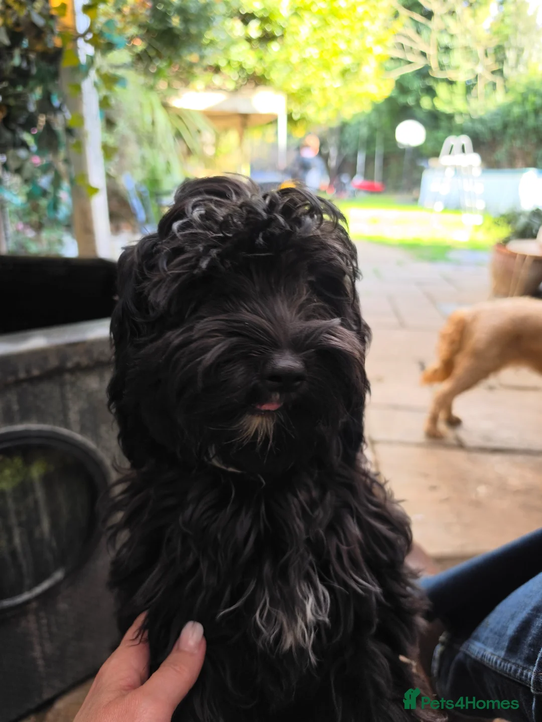 Cavapoo dogs for sale: Adorable F1 Cavapoo girl. Fully health tested. - Advert 2