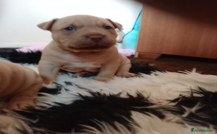 American Bully dogs - Advert 6