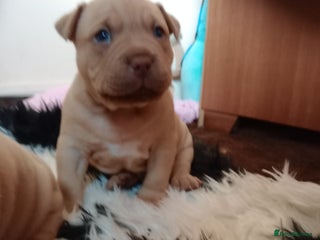 American Bully dogs - Advert 7