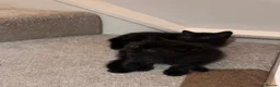 British Shorthair cats for sale: Black british shorthair kitten - Advert 5