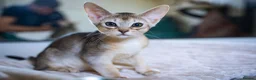 Abyssinian cats for sale: Pure Silver Abyssinian Champion Lines 🏆 Tica - Advert 29