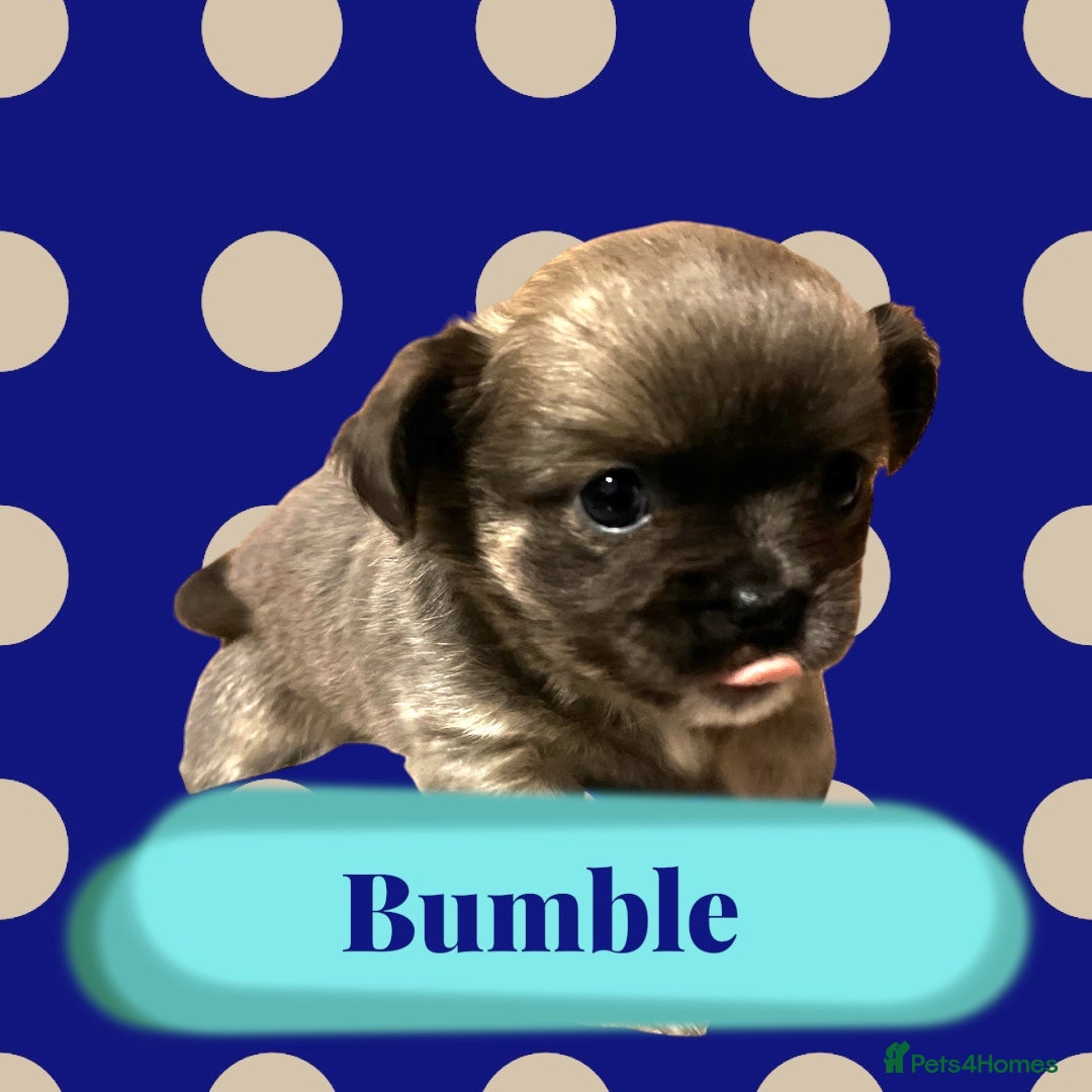 Chihuahua dogs KC Chihuahuas 💕❤️ - Advert 13