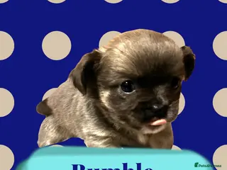Chihuahua dogs KC Chihuahuas 💕❤️ - Advert 13
