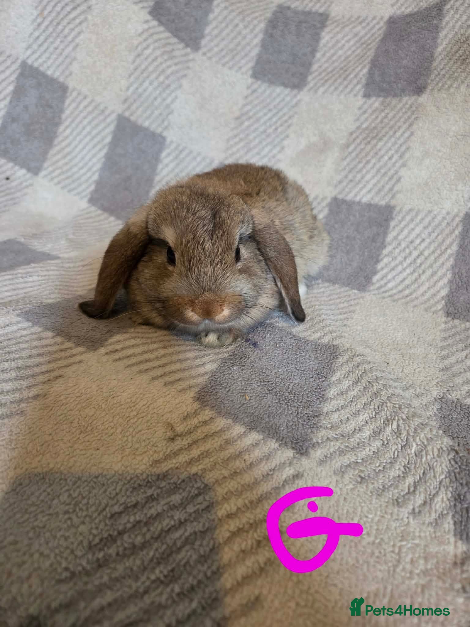 Mini Lop rabbits Mini lop - Advert 1