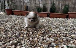 Pomeranian dogs for sale: 1 BOY 1 GIRL POMERANIAN PUPPIES AVAILABLE  - Image 23