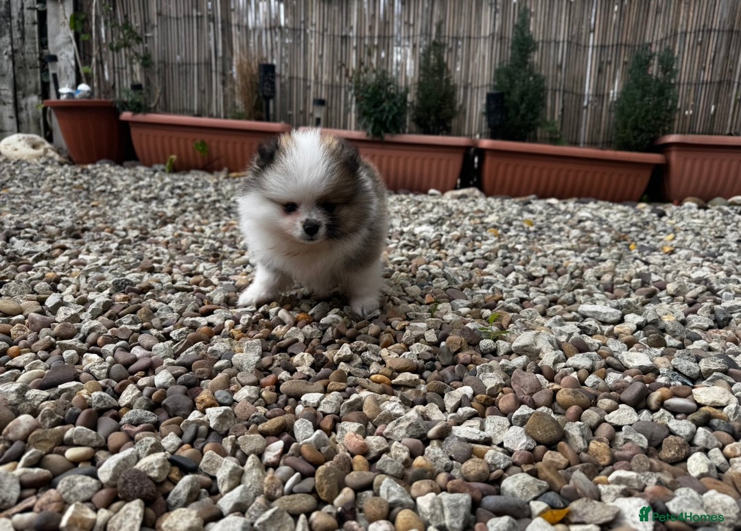 Pomeranian dogs for sale: 1 BOY 1 GIRL POMERANIAN PUPPIES AVAILABLE  - Image 23