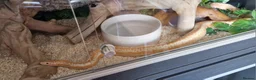 Snake reptiles for sale: Rosy Boa, Albino Coastal Female CB23 - Advert 5