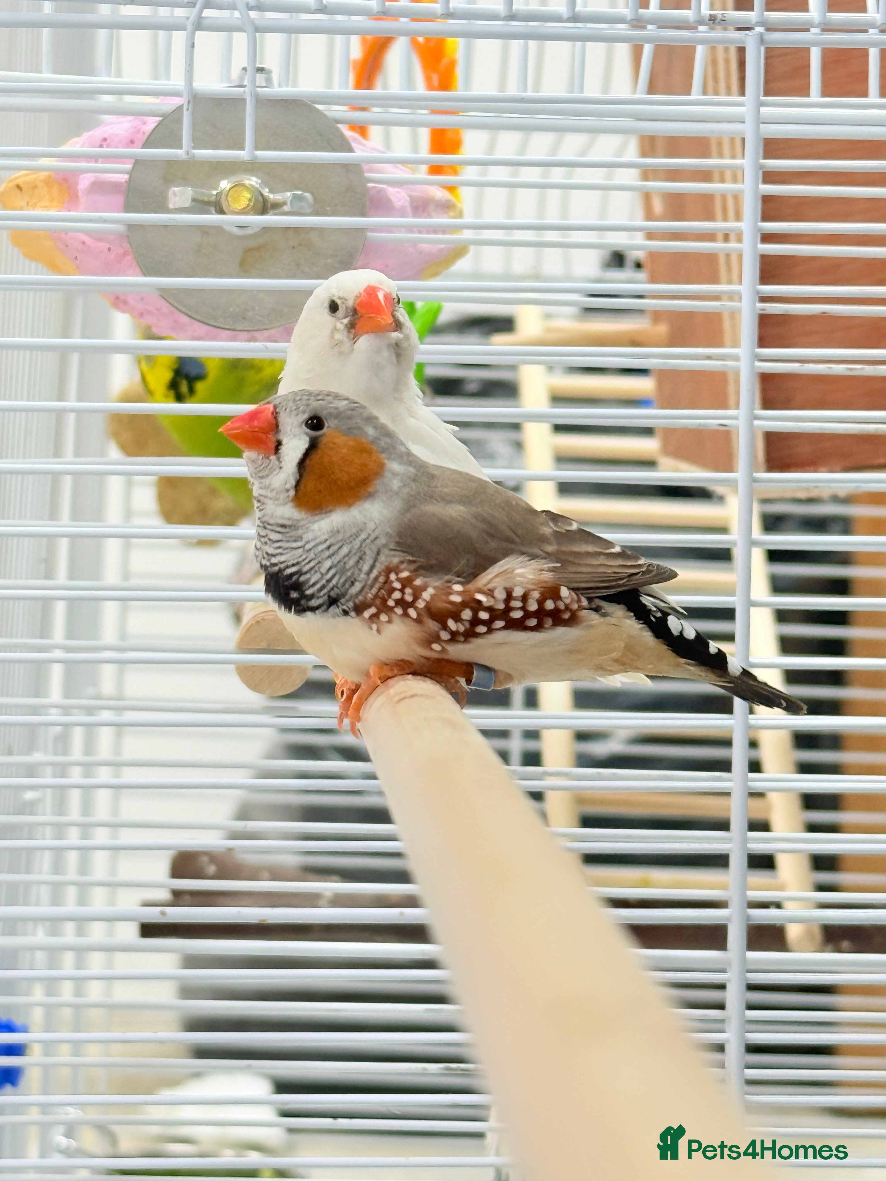 Finches birds Zebra finches  - Advert 2