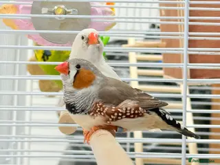 Finches birds Zebra finches - Advert 2