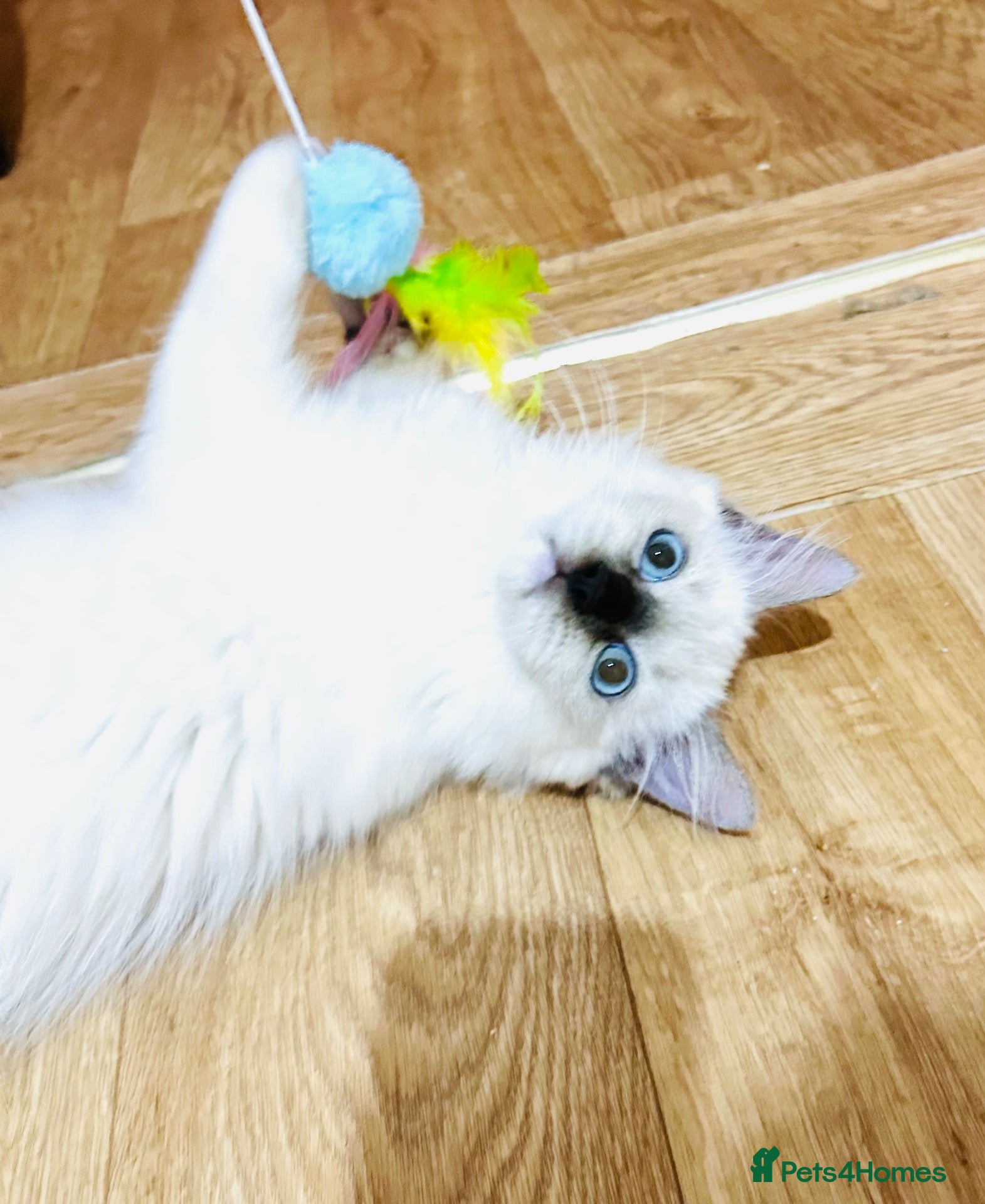 Ragdoll cats GCCF registered Ragdolls - Advert 1