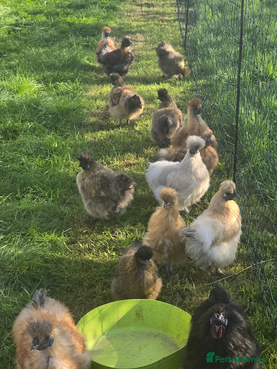 Chickens poultry for sale: Silkie hens - Advert 2